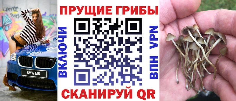 мега ссылки  Электросталь  Псилоцибиновые грибы Psilocybe 